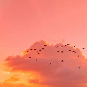 好屌看视频这里精品
